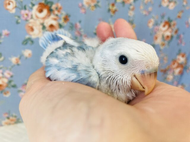 明るいブルーが最高だね💙 ⁾⁾手乗りコザクラインコ(ブルーパイド)💙🤍