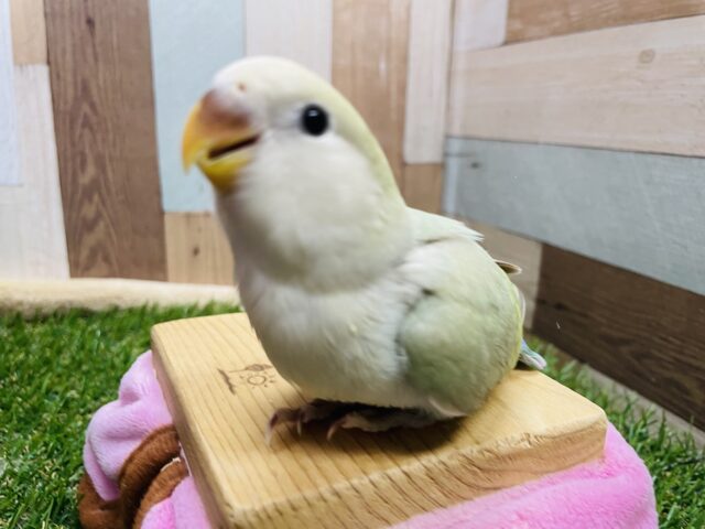最新画像あります☆淡い色合いが可愛らしい！コザクラインコのシナモン系！
