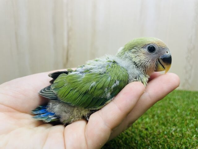 イチオシになってくれなきゃやだよ‼️ メロメロコザっち　コザクラインコ　ノーマル