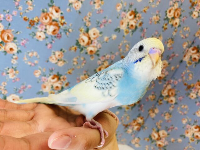 ヒナご飯卒業🌟お顔もお色も最高だよ❤︎手乗りセキセイインコ(レインボーパイド)✨