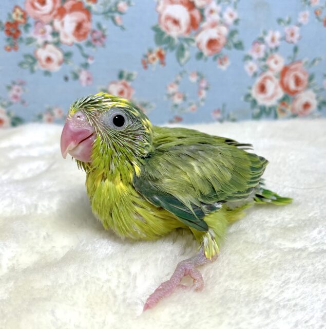 マメルリハ グリーンパイド 💚🍏✨*:ﾟ 4/18