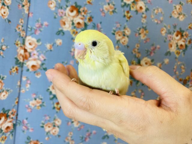 ちょこんとかわいい..💛手乗りセキセイインコ(ダブルファクター)💛