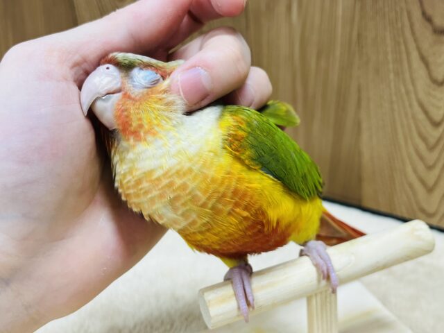 【動画更新🪄】推し✨️静かに甘えてきます♡ウロコインコ(レッドパイナップル)ヒナ