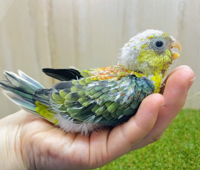 最新画像になりますよ！！⭐️お久しぶりの鳥さんです⭐️ ワタワタの詰まったビセイインコ！　美声インコ　オパーリン