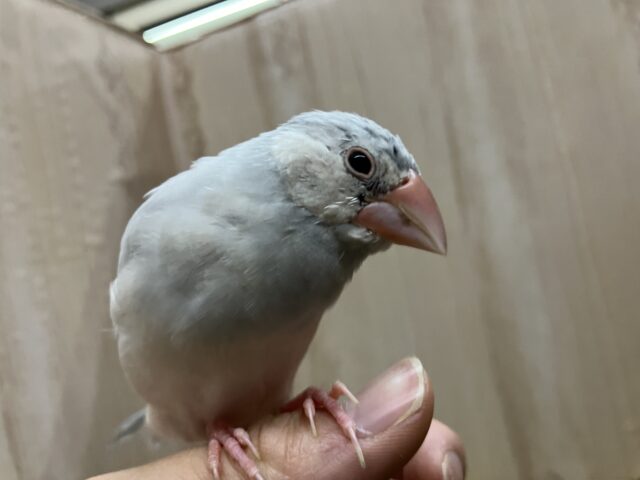 最新画像になりますよ‼️ご飯モリモリ食べるよ‼️ シルバー文鳥　文鳥