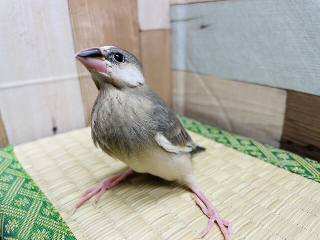 最新画像あります☆どんな姿になるのかなぁ？成長の楽しみな桜文鳥さん♪