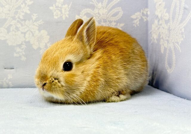 もふもふ🤍ネザーランドドワーフ(オレンジ) 2023年3月生まれ