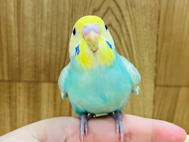 【最新画像更新🪄ひとり餌になりました☆】夏先取りカラー🌴🌻セキセイインコ(パステルレインボー) ヒナ