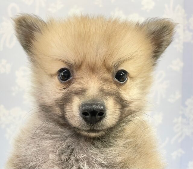 最新画像！ 可愛すぎて、、、🥺 ポメラニアン （クリーム/セーブル）男の子☆ 2023年2月11日生まれ！