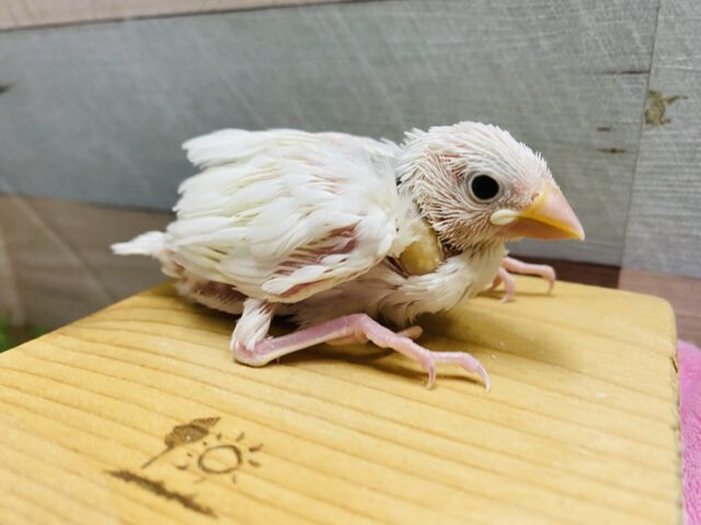 定番人気カラー♪文鳥と言えばの白文鳥！