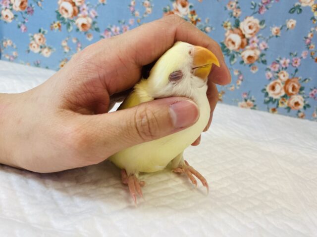 推しコザさんです❤︎最高にプリティなコザクラインコ(クリームルチノー)❤︎
