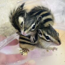 あと1匹です！🐿ふさふさキュートなシマリスちゃん🐿 シマリス　女の子