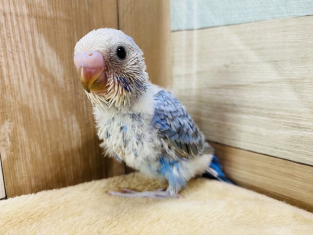 この模様がステキなんです！セキセイインコオパーリン☆