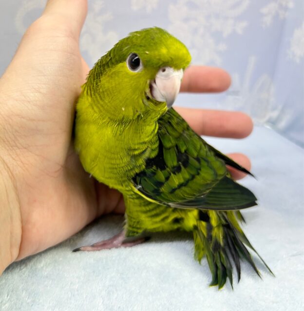きれいな緑色💚サザナミインコ(グリーン) 2023年3月生まれ