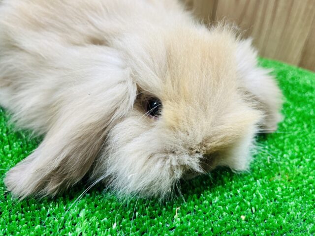 もっこもこのふわんふわん☁️アメリカンファジーロップ