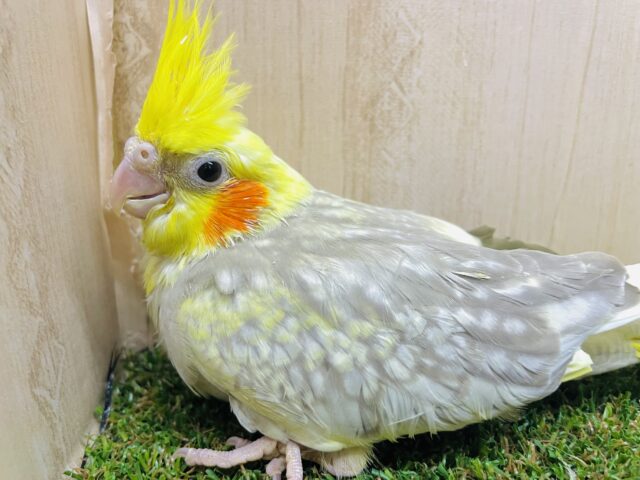 お待ちかね！？でもそんなこんなソワソワで〜💓　オカメインコ　シナモンパールパイド