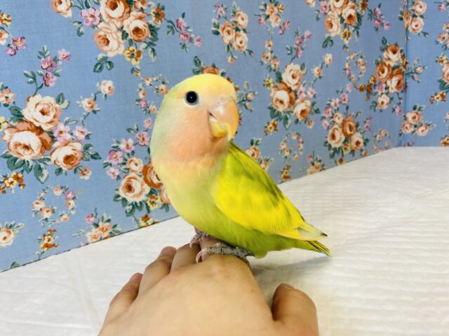 最新画像🌟クリンとおめめ💛手乗りコザクラインコ(タイガーチェリー)💚