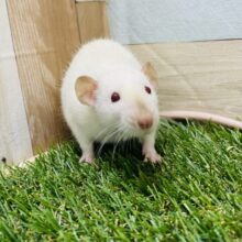 最新画像有り！優しいカラーに赤目の男の子☆ファンシーラット