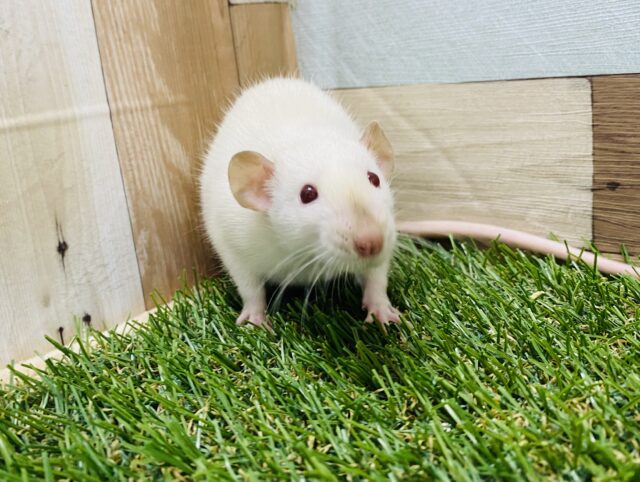 最新画像有り！優しいカラーに赤目の男の子☆ファンシーラット