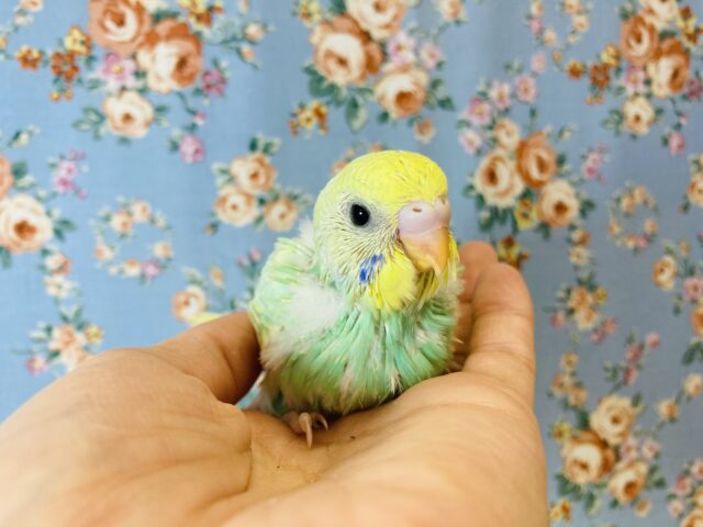 明るいキュートな色合い💛セキセイインコのヒナちゃんです💛💚