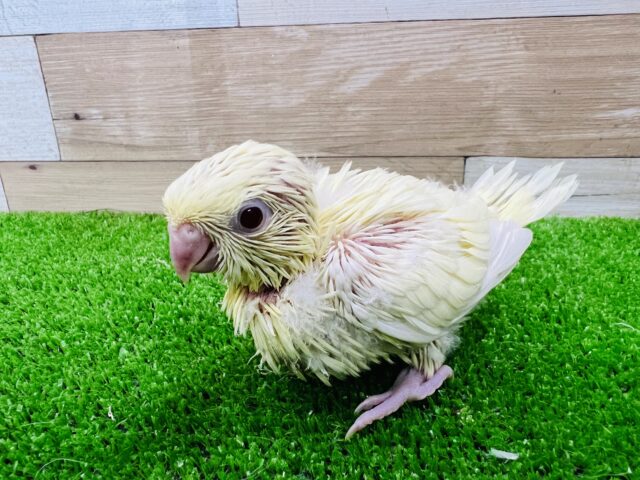 つんつん♪サザナミインコ（クリーム）雛入舎です！