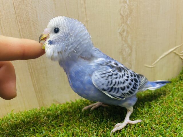 最新画像になりますよ‼️ニパッと花咲くような可愛さ🌼　セキセイインコ　オパーリン