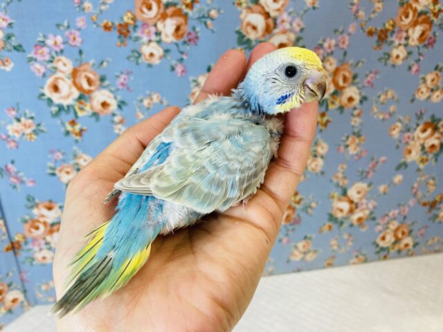 わたわた赤ちゃんです💙☁️手乗りセキセイインコ(レインボー)💫