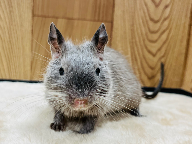 好奇心旺盛の丸顔くん☆デグー(チョコレート)男の子