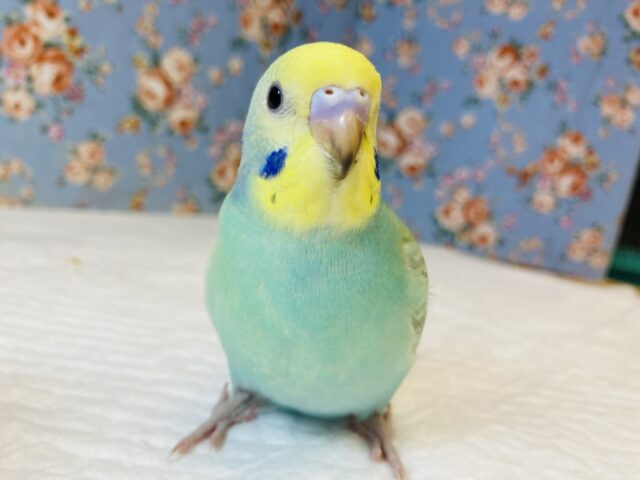 ヒナご飯卒業🌟人気のセキセイインコさんです💚💛