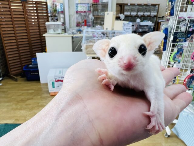 リューシスティック♡モモンガベビー入舎♡男の子