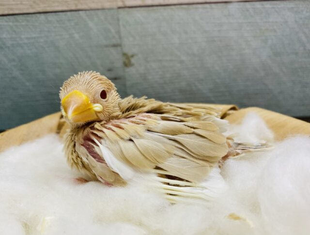 人気者なシナモン文鳥！！優しい素敵なカラーです♪