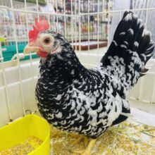 かっこいい模様のゼブラさん登場⭐️  ゴイシチャボ　女の子