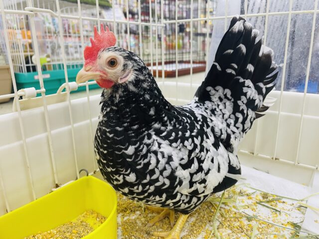 かっこいい模様のゼブラさん登場⭐️ ゴイシチャボ　女の子