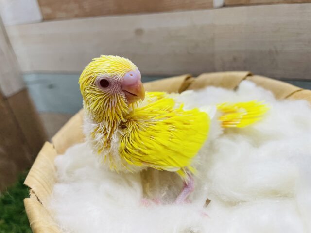 明るさ全開☆情熱カラー！セキセイインコのルチノー！