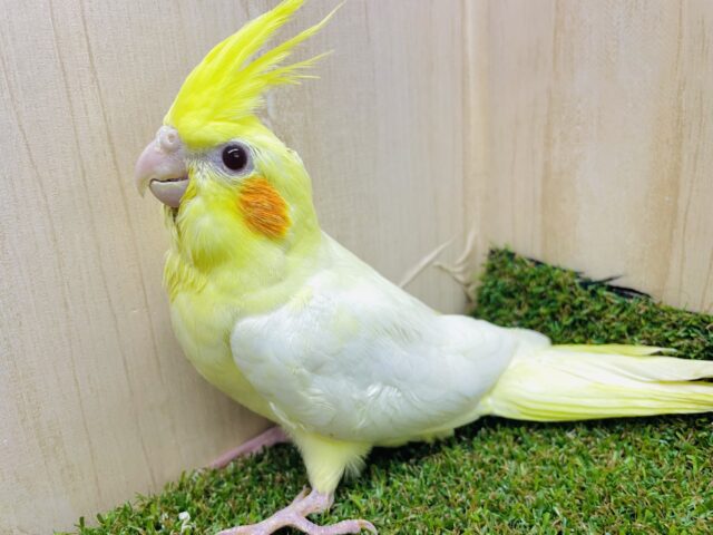 おっと！もしもし？もじもじタイム〜　オカメインコ　ルチノー