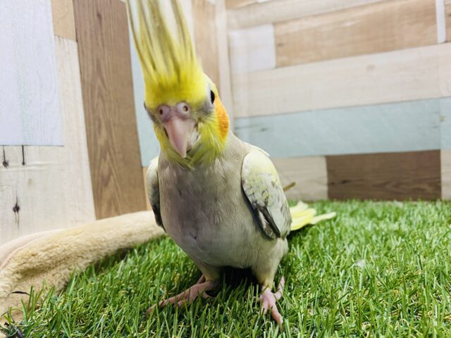 最新画像あります☆ヒナ餌卒業‼️たくさん鳴いてたくさん食べる元気っ子！オカメインコのシナモンパール！