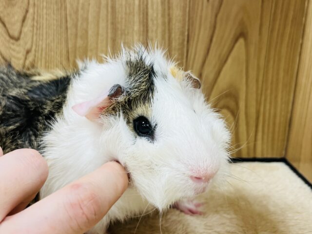 【最新動画更新🪄】寝るのが大好き♡おっとりさん♪アビシニアンモルモット(男の子)