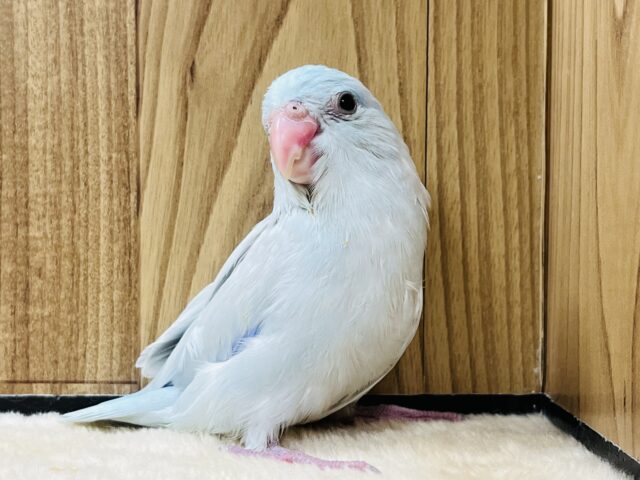 おっとりマイペース☆淡カラーのマメルリハ(アメリカンホワイト)男の子