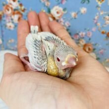 R５.３月上旬生まれ❤︎シルバーイノ文鳥のヒナちゃん入舎です✨