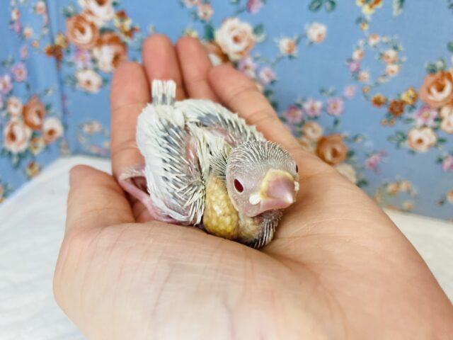 R５.３月上旬生まれ❤︎シルバーイノ文鳥のヒナちゃん入舎です✨