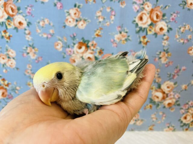 最高にイイお色です..💙手乗りコザクラインコのヒナちゃん入舎🌟