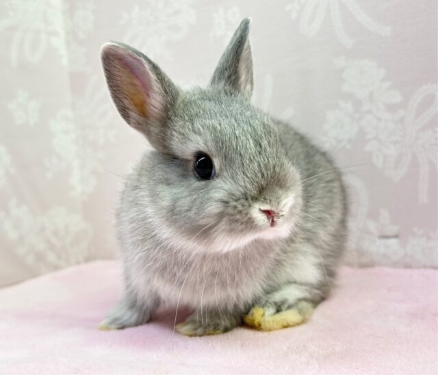 よく食べるよ❤️ネザーランドドワーフ(グレー) 女の子 2022年3月