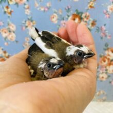 上尾店生まれの双子ちゃん❤︎十姉妹のヒナちゃんです❤︎