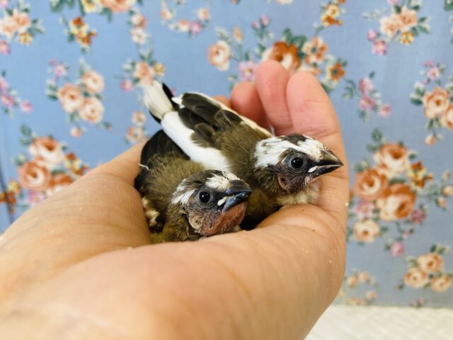 上尾店生まれの双子ちゃん❤︎十姉妹のヒナちゃんです❤︎