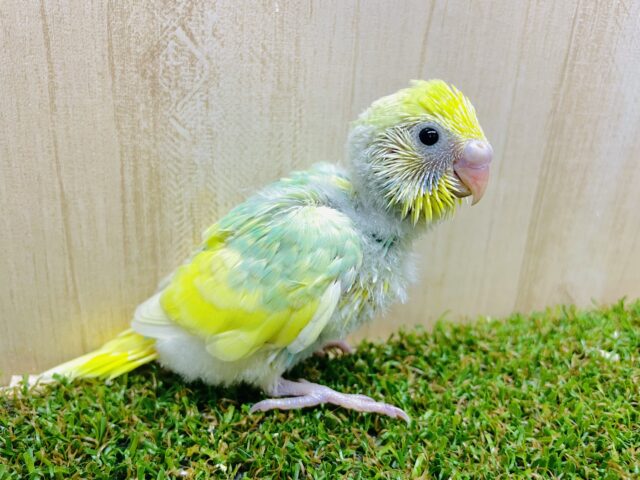 キラッキラな笑顔をお届け〜😋　セキセイインコ　パステルレインボーパイド　