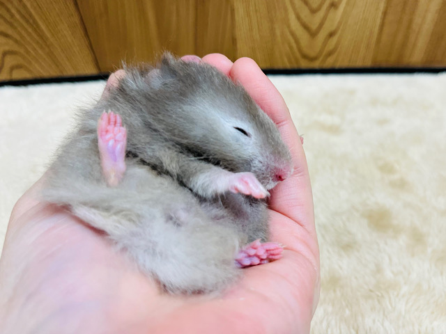 警戒心は低め？おねむです( ´-` ).｡oOセーブルハムスター(女の子)