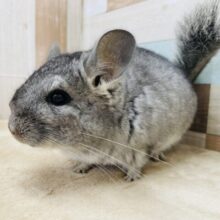 カキカキ大好きな甘えん坊！！チンチラのグレー！