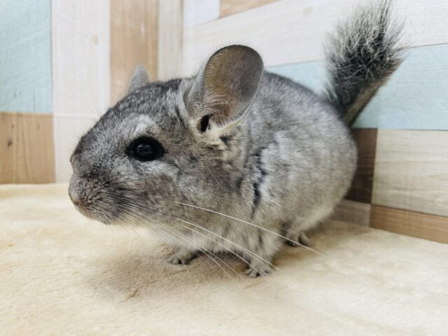 カキカキ大好きな甘えん坊！！チンチラのグレー！
