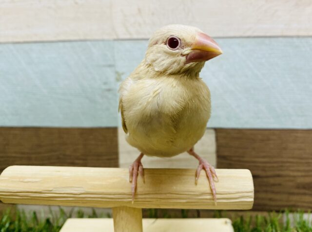 ふわっと淡いカラーが人気のシナモン文鳥☆