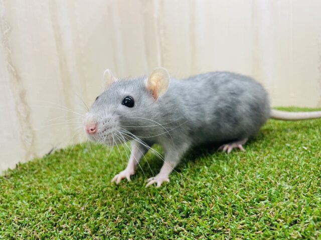 あと１匹！キュートラットちゃん！② ファンシーラット　ブルー　女の子